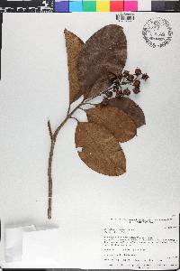 Byrsonima crassifolia image