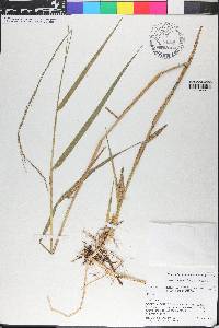 Panicum hemitomon image