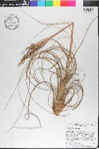 Tillandsia simulata image