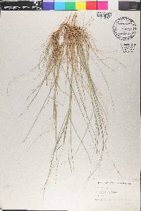 Aristida purpurea var. wrightii image