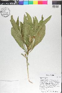 Physalis walteri image