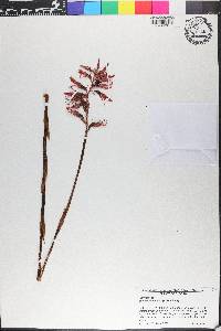 Sacoila lanceolata image