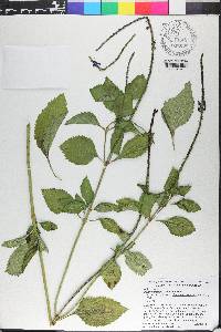 Stachytarpheta urticifolia image