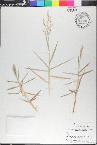 Panicum repens image