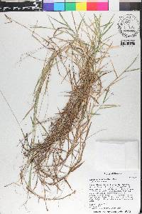 Digitaria longiflora image