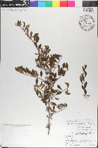 Ilex curtissii image