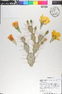 Opuntia mesacantha subsp. lata image