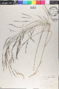 Aristida purpurea var. wrightii image