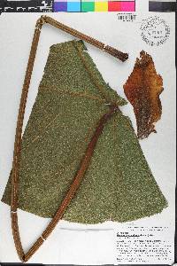 Macaranga grandifolia image