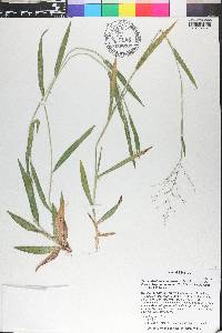 Dichanthelium acuminatum subsp. acuminatum image