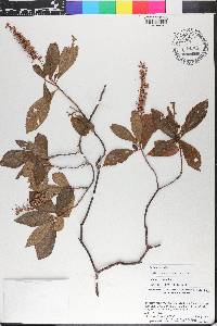 Clethra alnifolia image