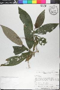 Miconia radicans image