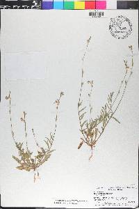 Oenothera patriciae image