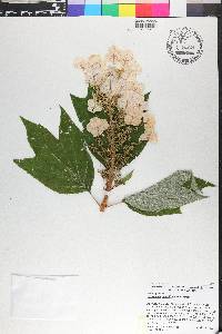 Hydrangea quercifolia image