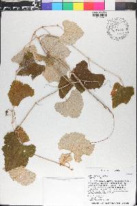 Vitis shuttleworthii image