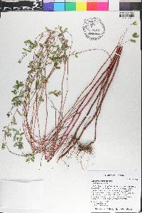 Chamaesyce hyssopifolia image