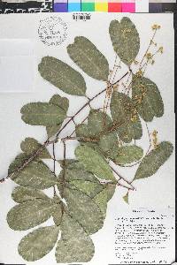 Cupaniopsis anacardioides image