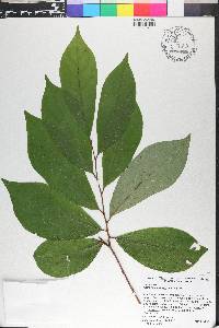 Asimina parviflora image