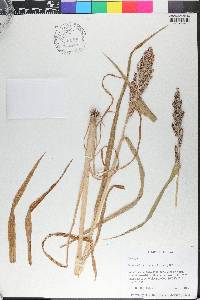 Echinochloa esculenta image