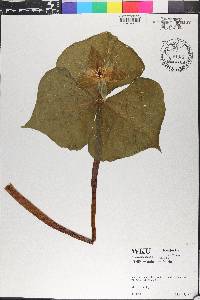 Trillium sulcatum image