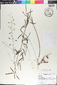 Desmodium strictum image