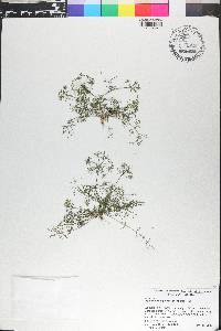 Ptilimnium capillaceum image
