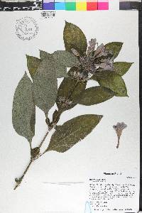 Barleria cristata image