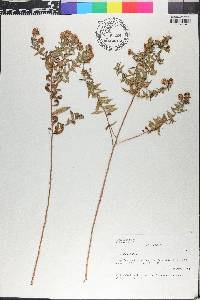 Symphyotrichum oblongifolium image