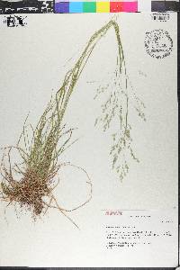 Poa autumnalis image