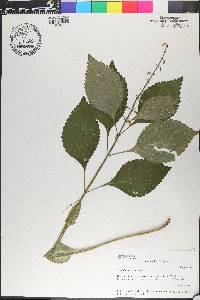 Scutellaria serrata image