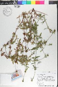 Spermacoce verticillata image