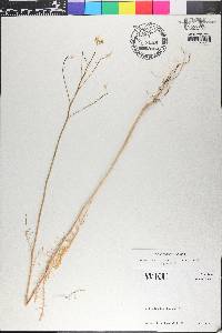 Sisymbrium altissimum image