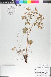 Geranium caespitosum image