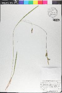 Carex gholsonii image