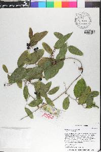 Smilax auriculata image