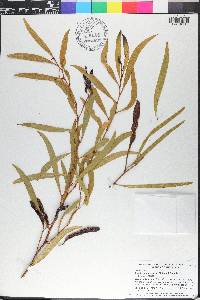 Acacia ancistrocarpa image