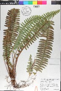 Nephrolepis exaltata image