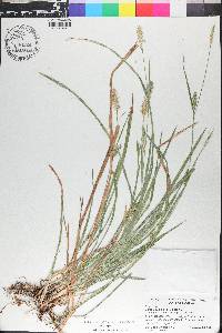 Carex chapmanii image