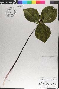 Trillium maculatum image