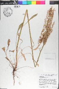 Rumex hastatulus image