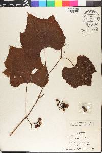 Vitis labruscana image