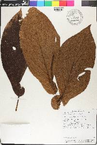 Piper biseriatum image