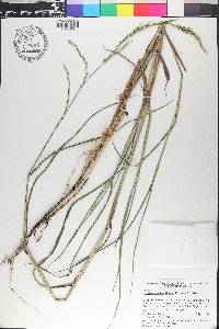 Panicum hemitomon image