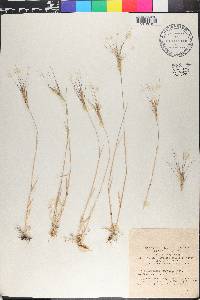 Aegilops biuncialis image