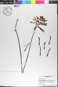 Erythrina herbacea image