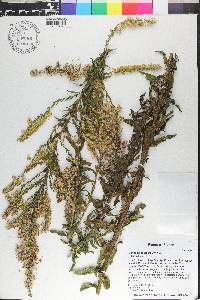 Solidago sempervirens image