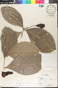 Amphitecna latifolia image