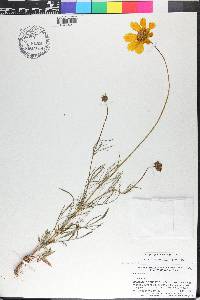 Coreopsis grandiflora image