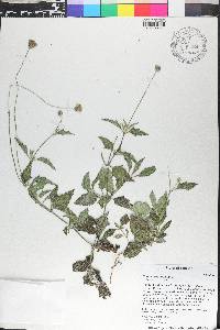 Tridax procumbens image