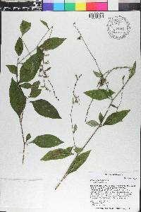 Plumbago zeylanica image